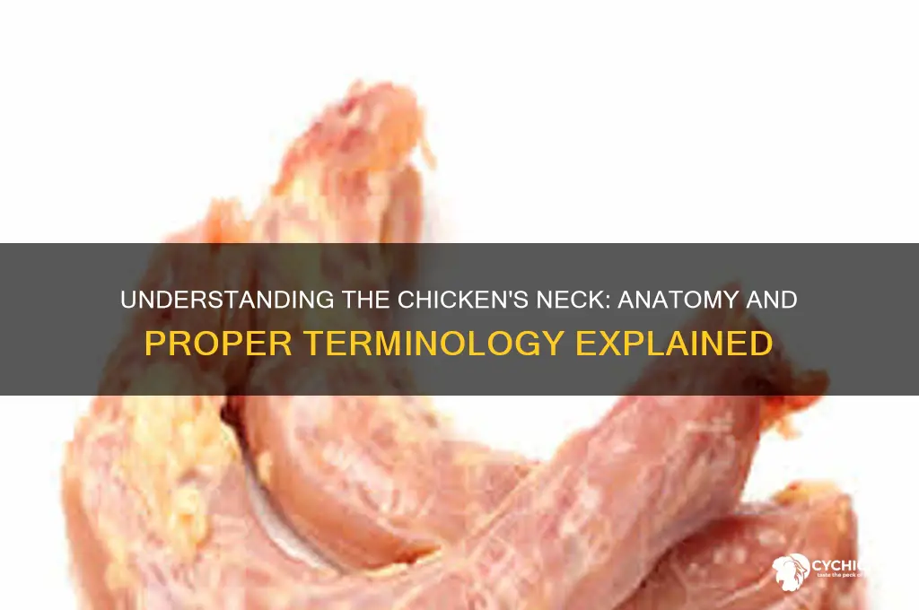 what is the neck of a chicken called