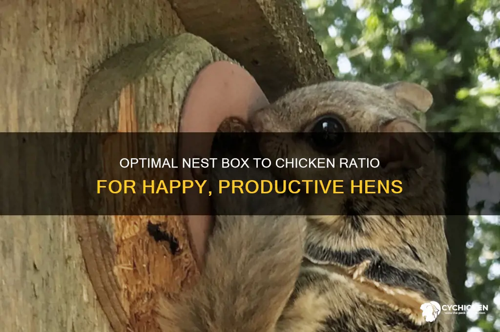 what is the nest box to chicken ratio