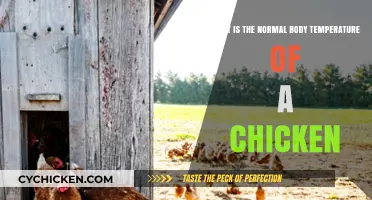 Monitoring Chicken Health: Body Temperature Basics