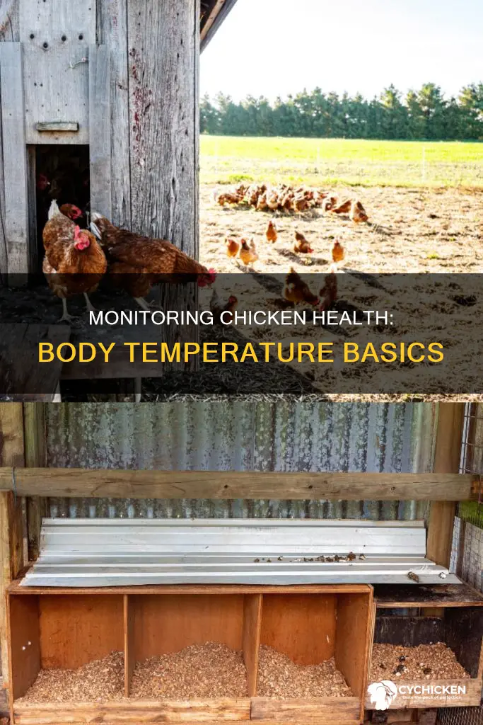 what is the normal body temperature of a chicken
