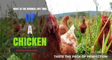 The Lifespan of Chickens: How Long Do They Live?