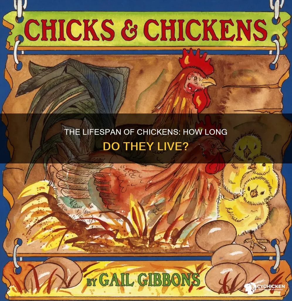 what is the normal life time of a chicken