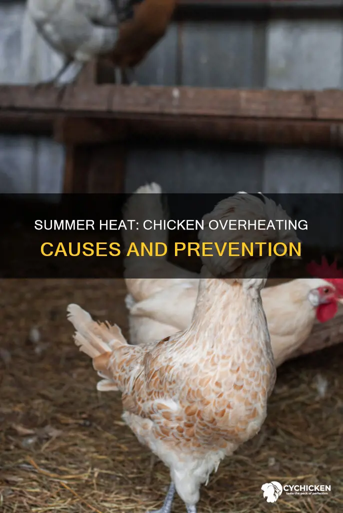 what is the number one cause of an overheated chicken