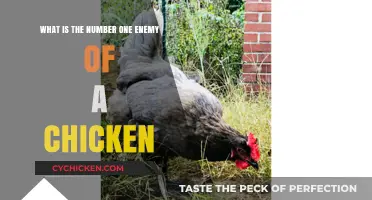 The Ultimate Chicken Threat: Predators and Solutions