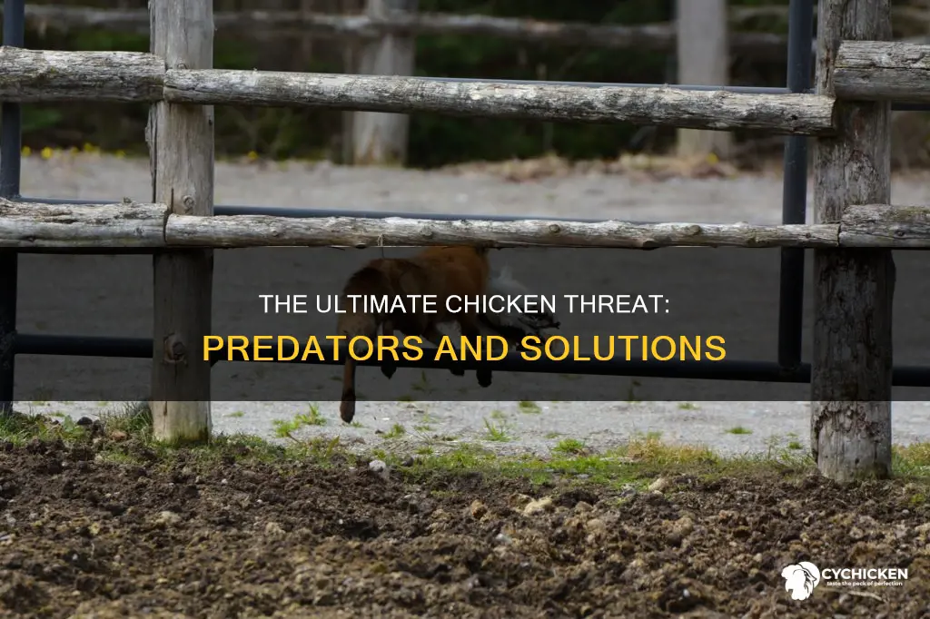 what is the number one enemy of a chicken