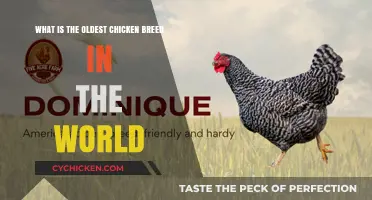 Ancient Chicken Breeds: The Original Fowl