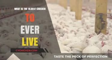 The Astonishing Lifespan of the World's Oldest Chicken Ever Recorded