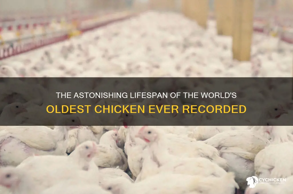 what is the oldest chicken to ever live