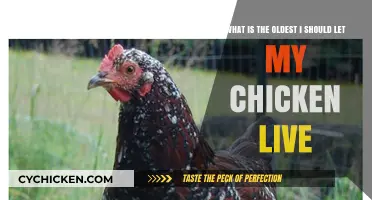 How Long is Too Long for a Chicken's Life?