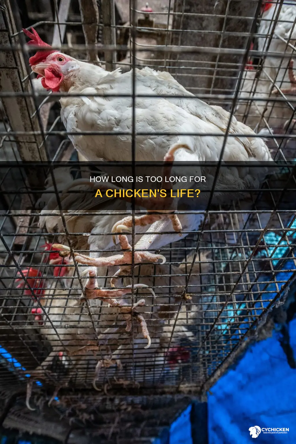 what is the oldest i should let my chicken live