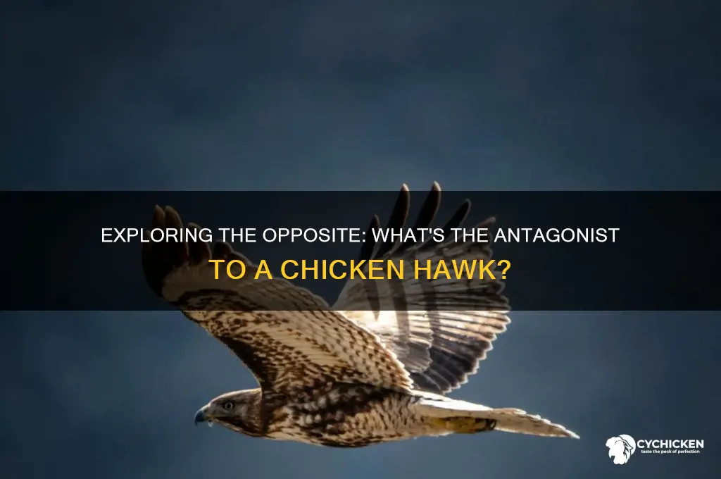 what is the opposite of a chicken hawk
