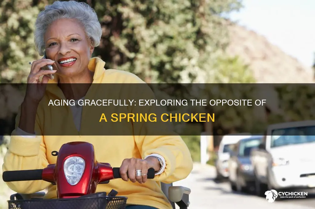 what is the opposite of a spring chicken