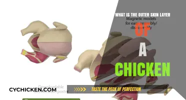 Chicken Skin Anatomy: Understanding the Outer Layer