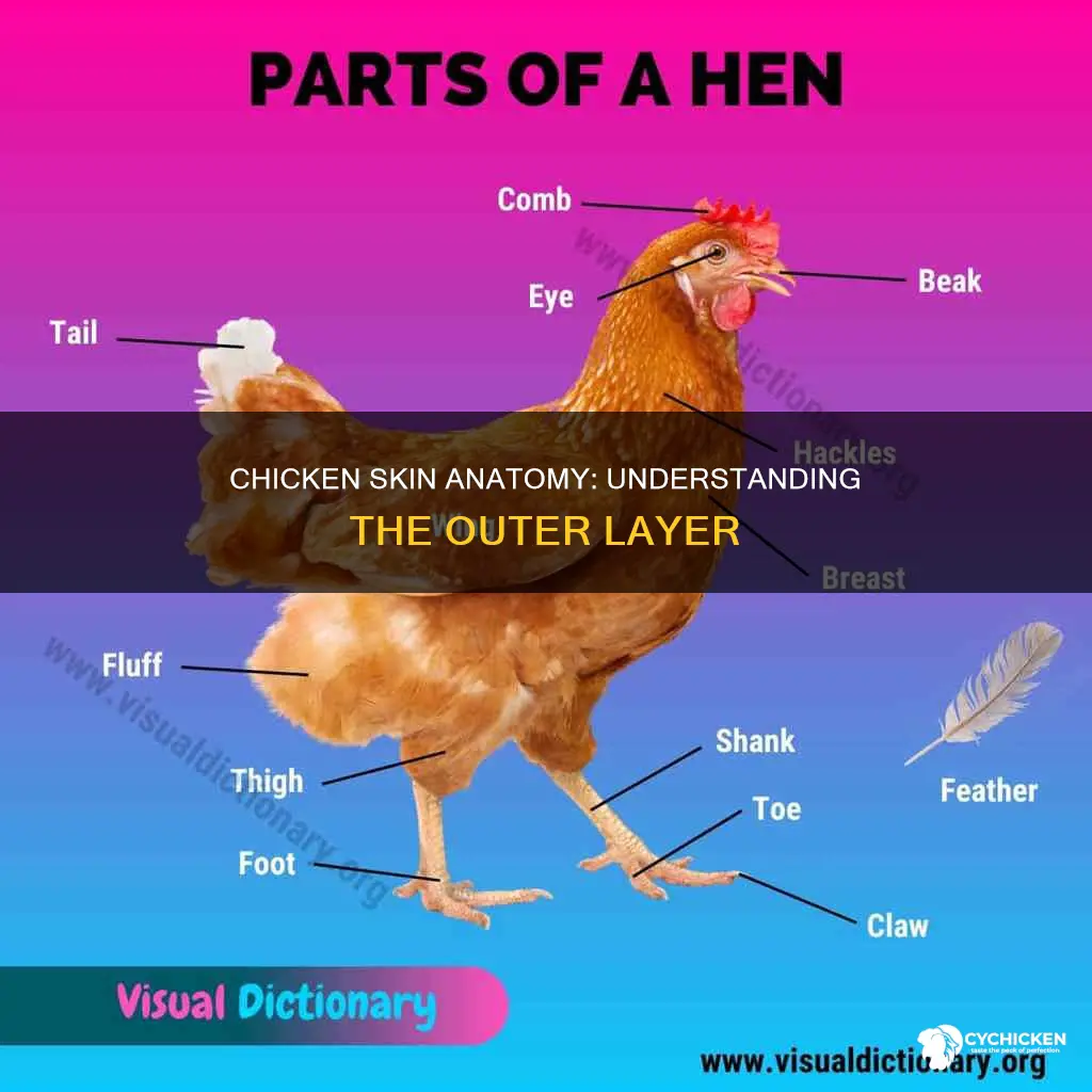 what is the outer skin layer of a chicken