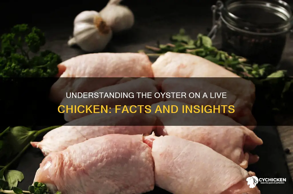 what is the oyster on a live chicken