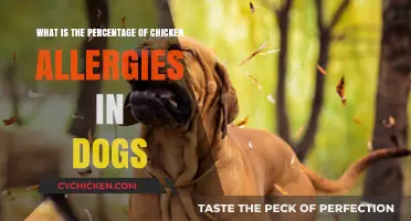 Chicken Allergy in Dogs: Understanding the Prevalence
