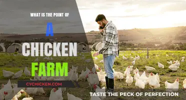 Why Chicken Farms Matter: Sustainable Food, Economy, and Beyond