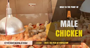Understanding the Role and Purpose of Male Chickens in Poultry