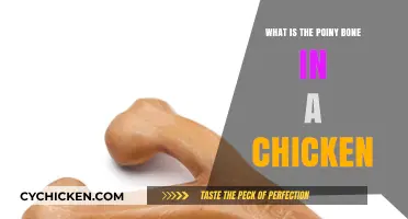 Understanding the Purpose of the Pointy Bone in a Chicken