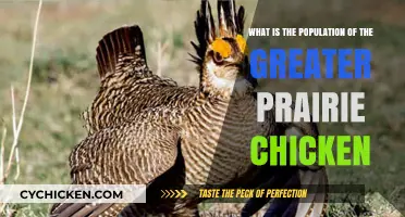 Prairie Chickens: Population and Habitat Insights