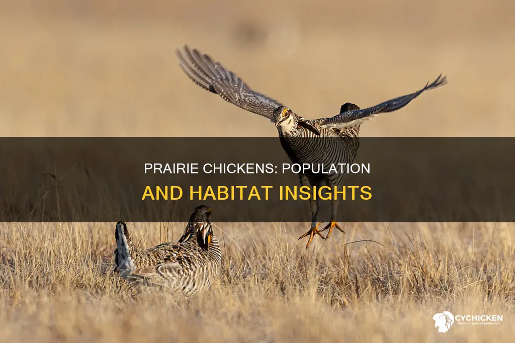 what is the population of the greater prairie chicken