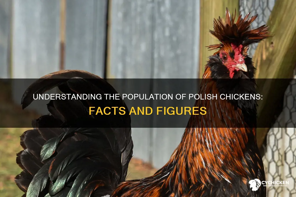 what is the population of the polish chicken