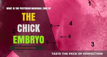 Understanding the Chick Embryo's Posterior Marginal Zone