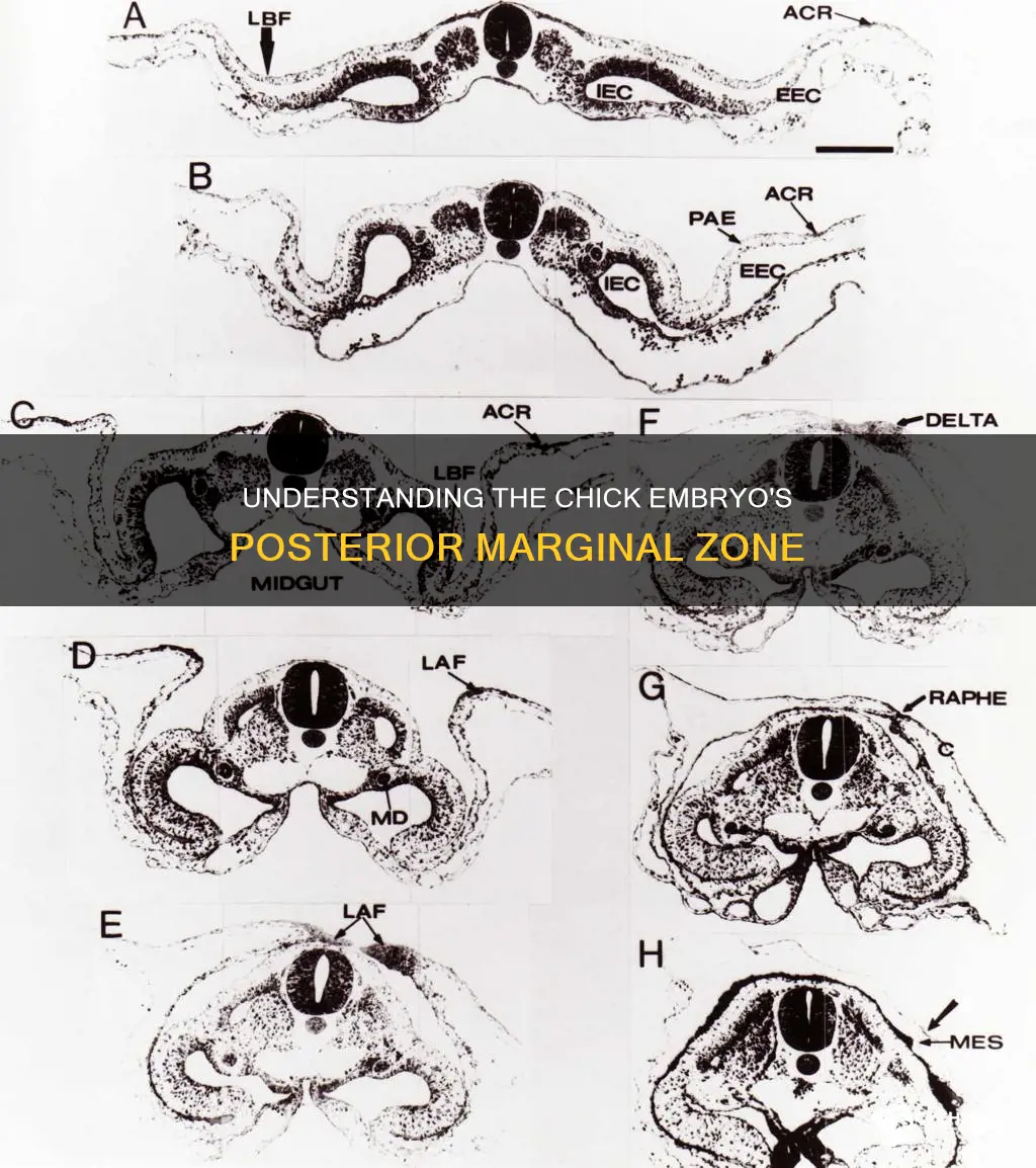 what is the posterior marginal zone of the chick embryo