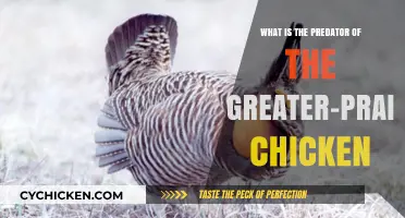 Prairie Chicken Predators: Who's Hunting and How to Help