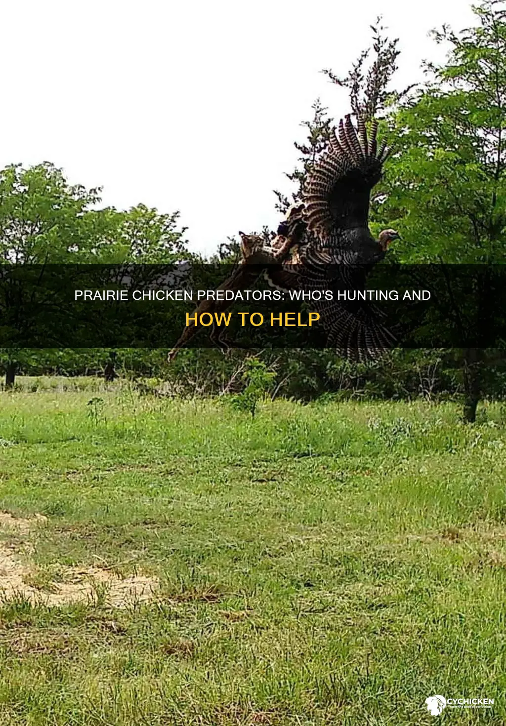 what is the predator of the greater-prairie chicken