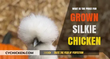 Understanding the Cost of Fully Grown Silkie Chickens: A Price Guide