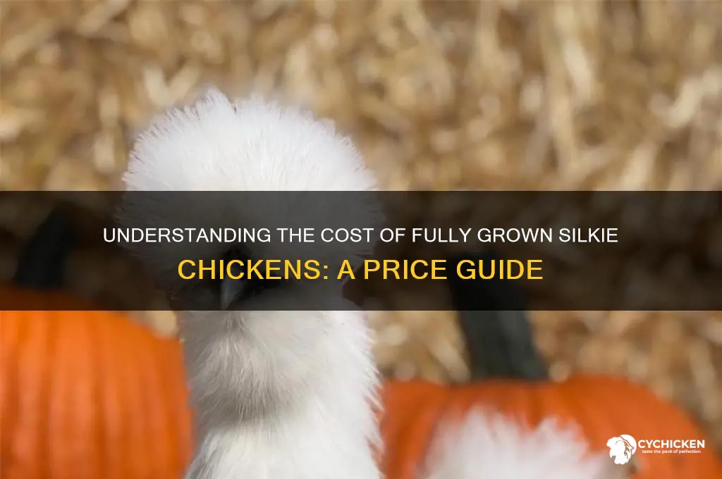 what is the price for grown silkie chicken