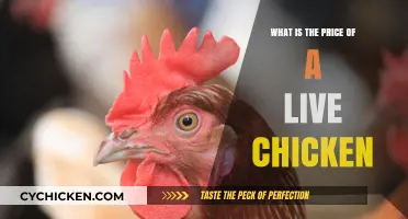 Live Chicken Pricing: Factors Affecting Cost and Market Value