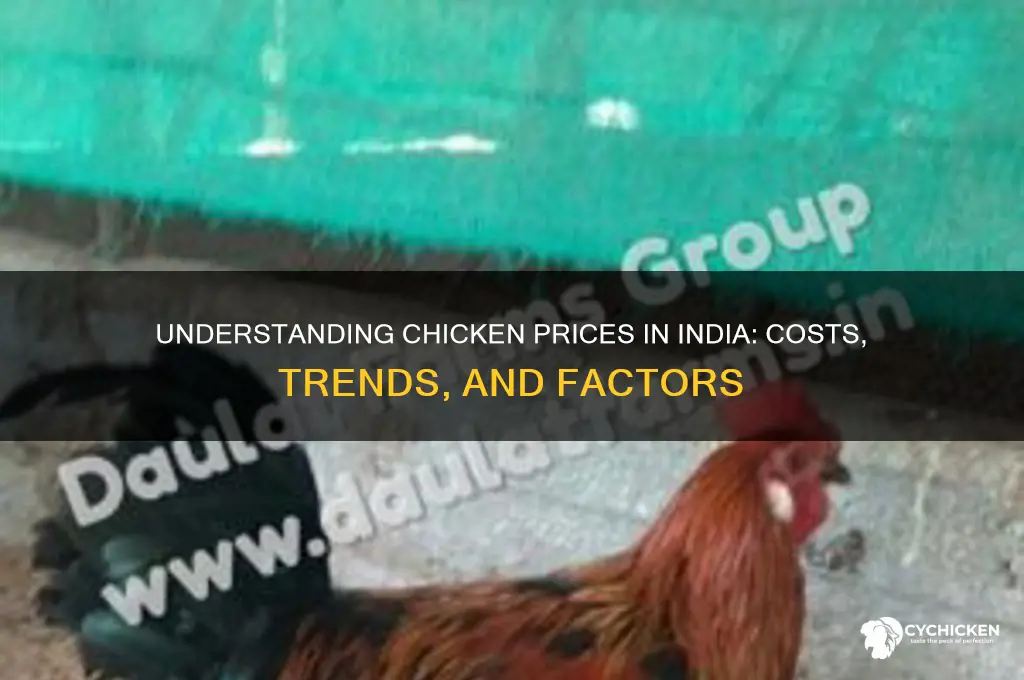 what is the price of chicken in india