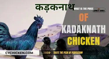 Kadaknath Chicken Price Guide: Cost, Factors, and Value Insights