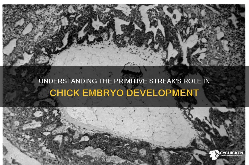 what is the primitive streak in chick embryo