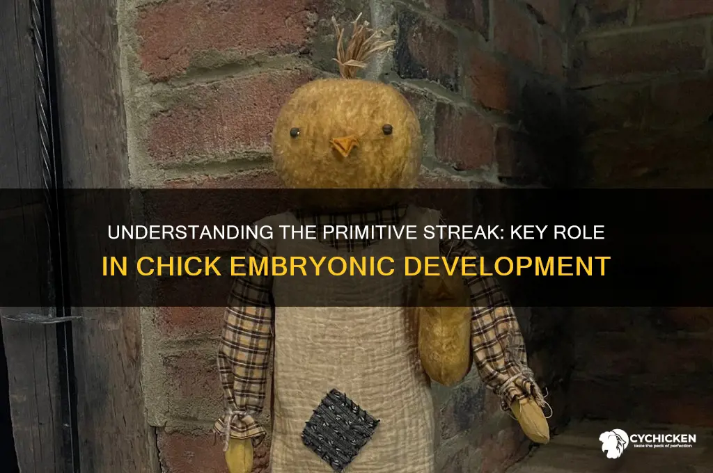 what is the primitive streak of a chick