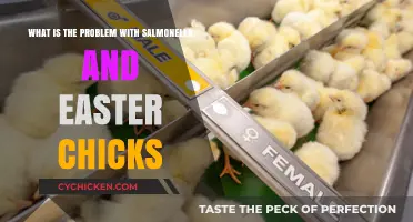 Salmonella's Easter Threat: Chicks and Children