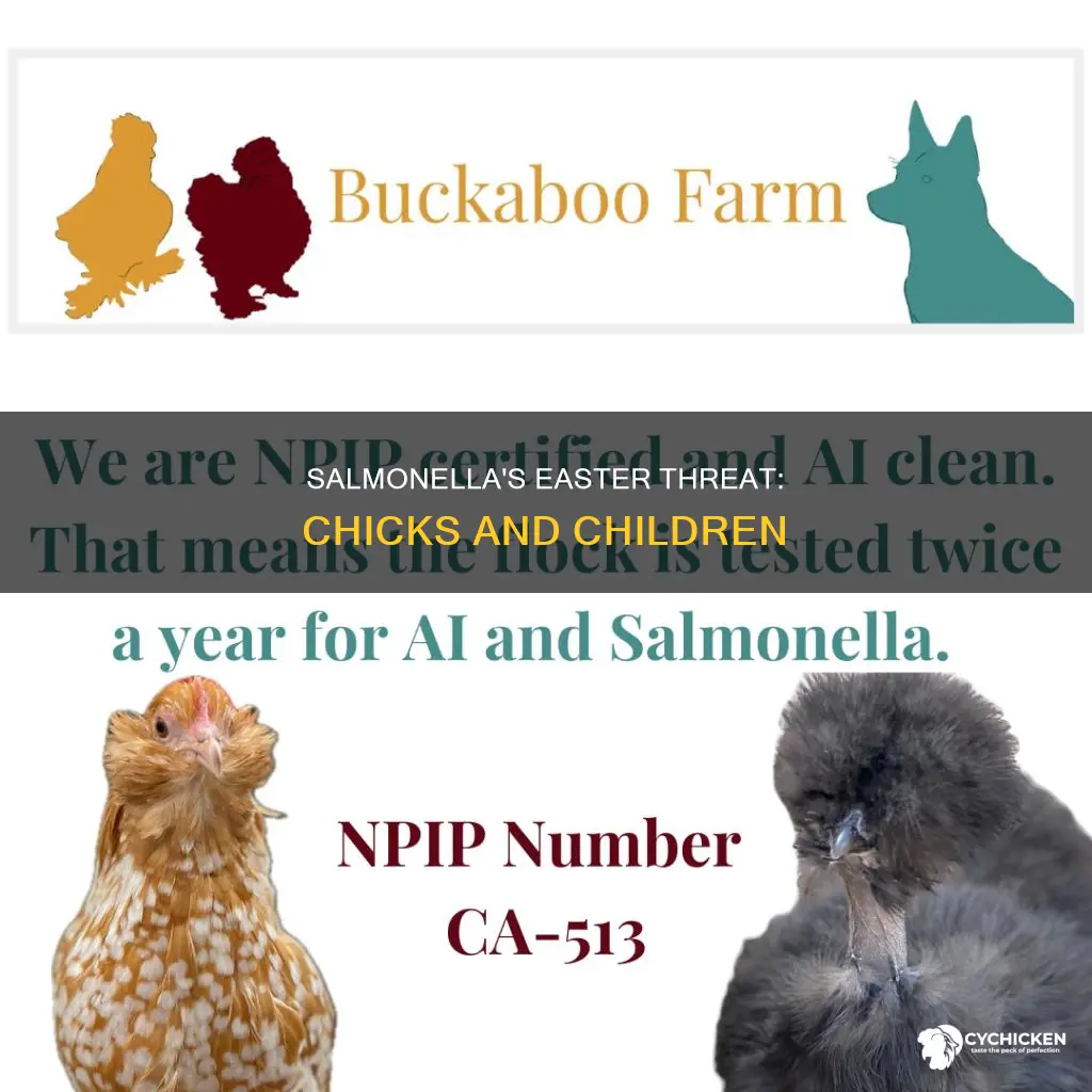 what is the problem with salmonella and easter chicks