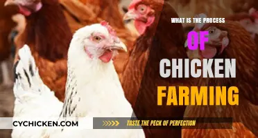 Understanding the Step-by-Step Process of Chicken Farming for Beginners