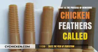 The Plucking Process: Removing Chicken Feathers