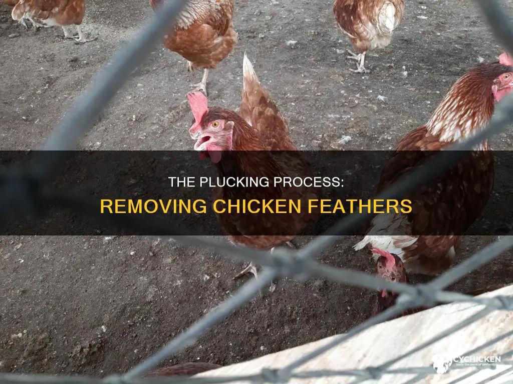what is the process of removing chicken feathers called