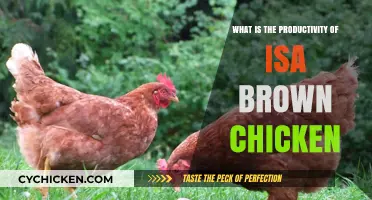 ISA Brown Chicken Productivity: Egg-Laying Efficiency and Farm Benefits