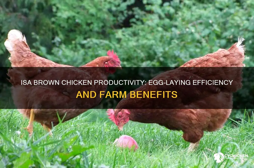 what is the productivity of isa brown chicken