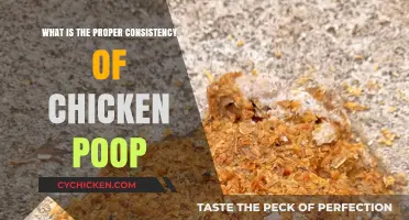 Understanding the Ideal Consistency of Chicken Poop for Healthy Flocks