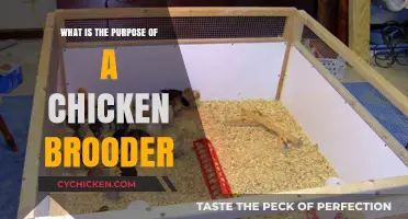 Understanding the Essential Role of a Chicken Brooder for Chicks