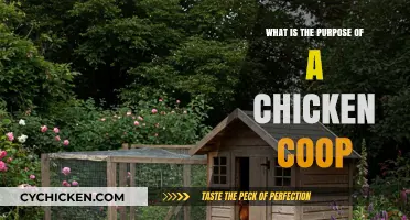 Exploring the Essential Purpose of a Chicken Coop