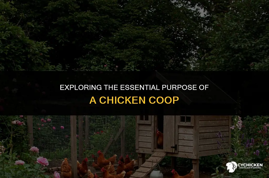 what is the purpose of a chicken coop
