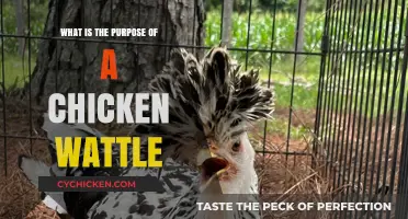 Understanding the Purpose of a Chicken Wattle: Function and Significance