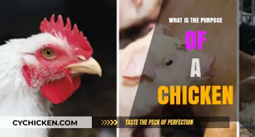 Understanding the Multifaceted Purpose of Chickens in Our Lives